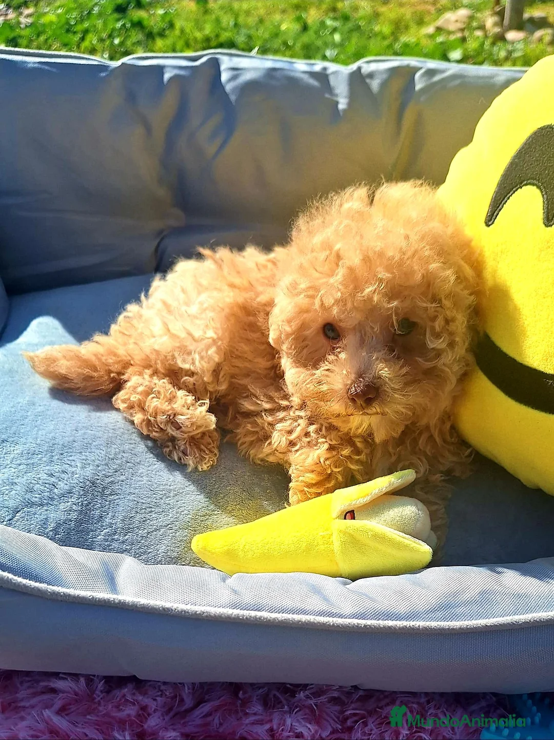 Caniche Toy perros en venta: Cachorros de Caniche Toy  - Anuncio 2