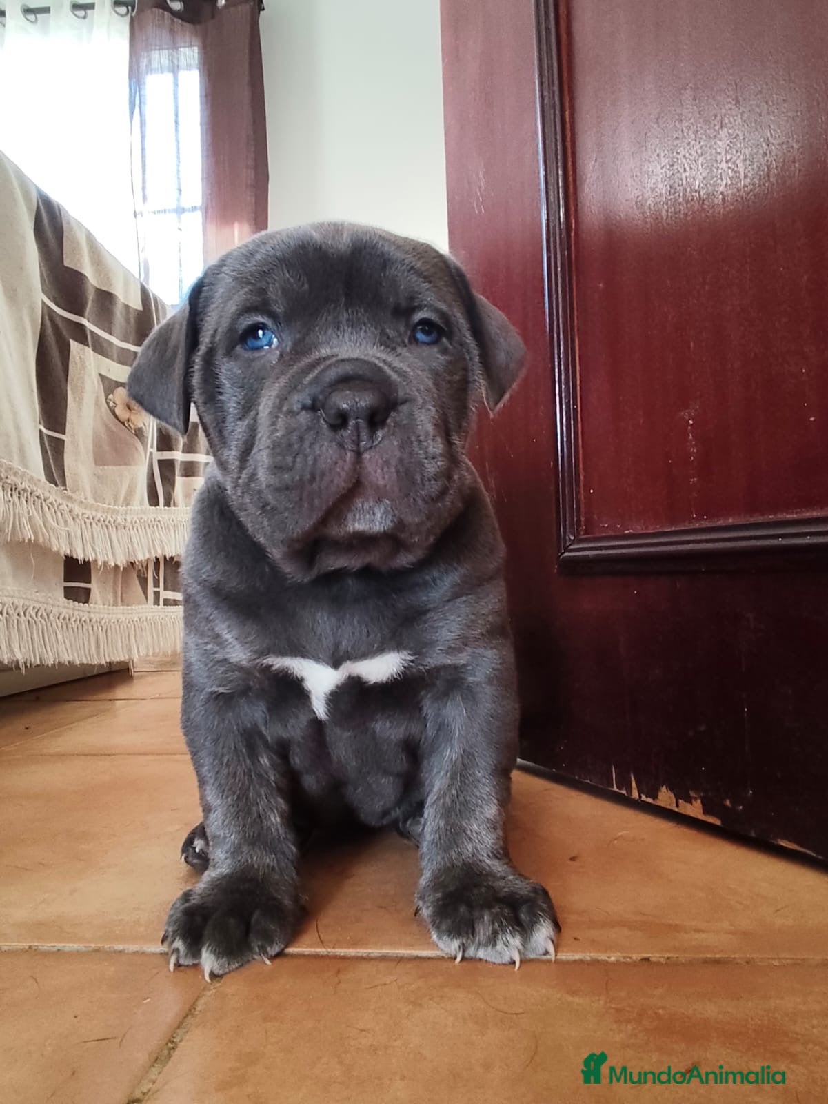 American Bully perros Bully xl  - Anuncio 2