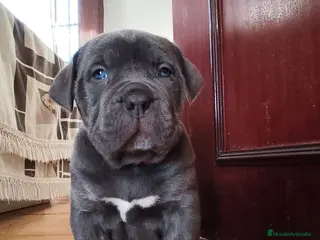 American Bully perros Bully xl - Anuncio 3