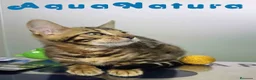 Bengalí gatos en venta: Bengali Hembra de Bengala y Marbel 1888 AQUANATURA - Anuncio 4