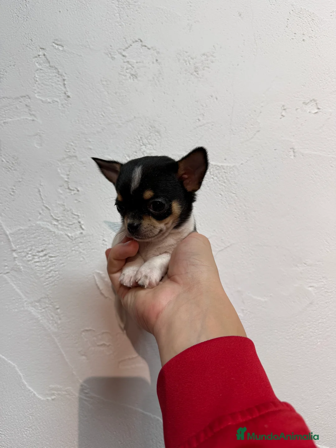 Chihuahua perros en venta: Excelentes chihuahuas  - Anuncio 6