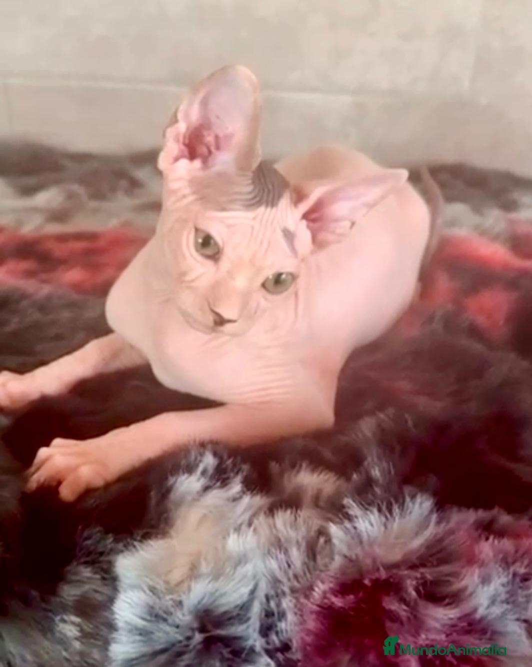 Sphynx gatos Sphynx únicos 💙💙💙 - Anuncio 2