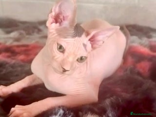 Sphynx gatos Sphynx únicos 💙💙💙 - Anuncio 2