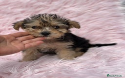 Yorkshire Terrier perros en venta: Yorkshire miniatura  - Imagen 2