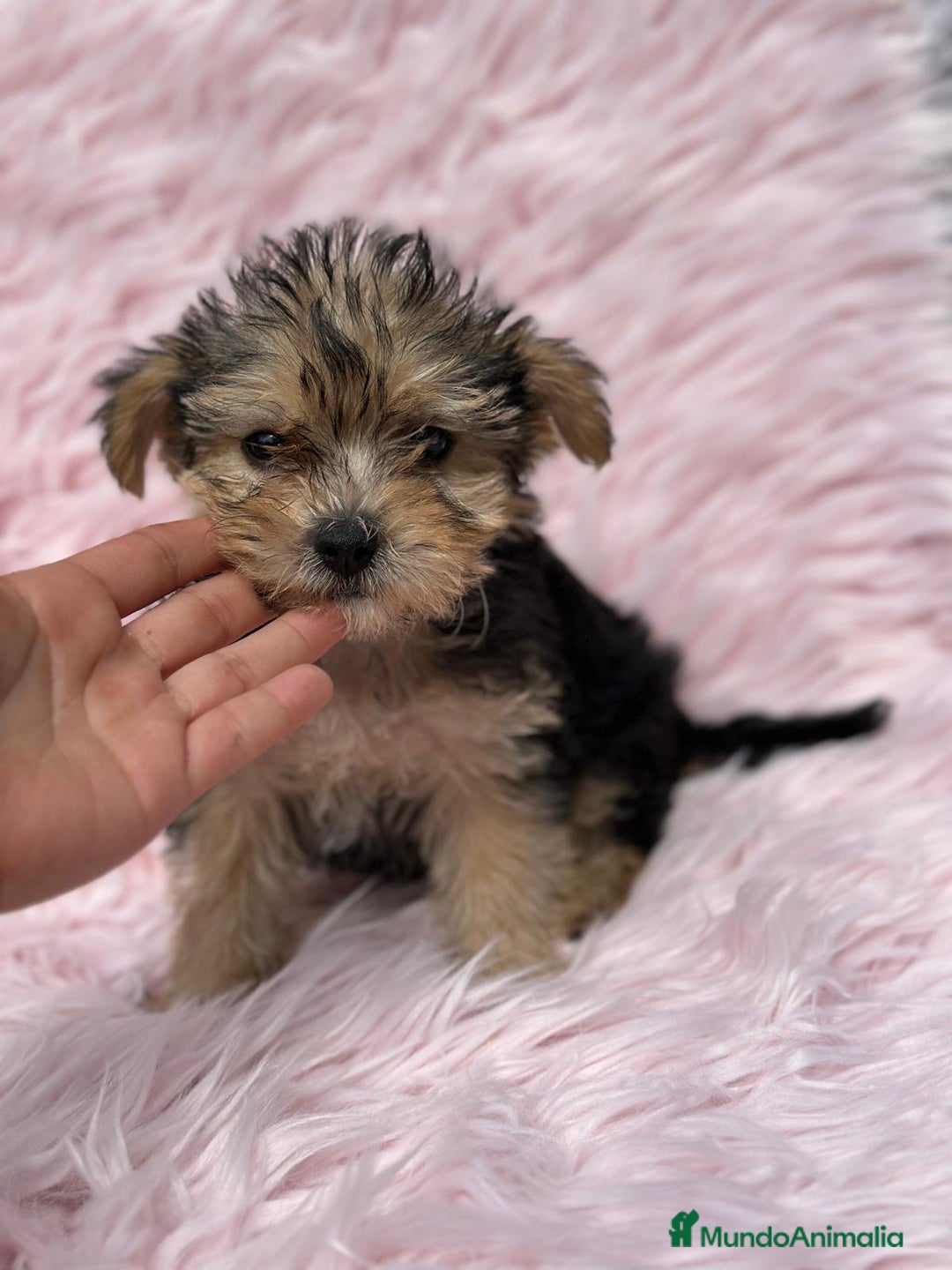 Yorkshire Terrier perros en venta: Yorkshire miniatura  - Imagen 2