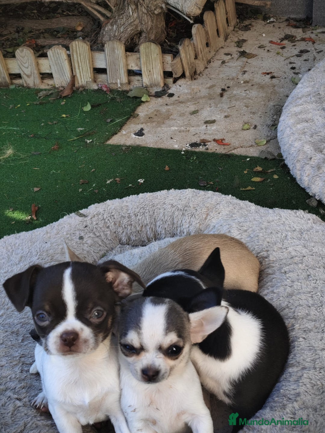 Chihuahua perros en venta: Chihuahua  - Anuncio 5