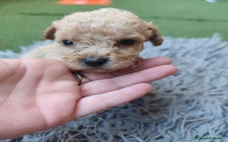 Caniche Enano perros en venta: Cachorro Caniche - Imagen 2