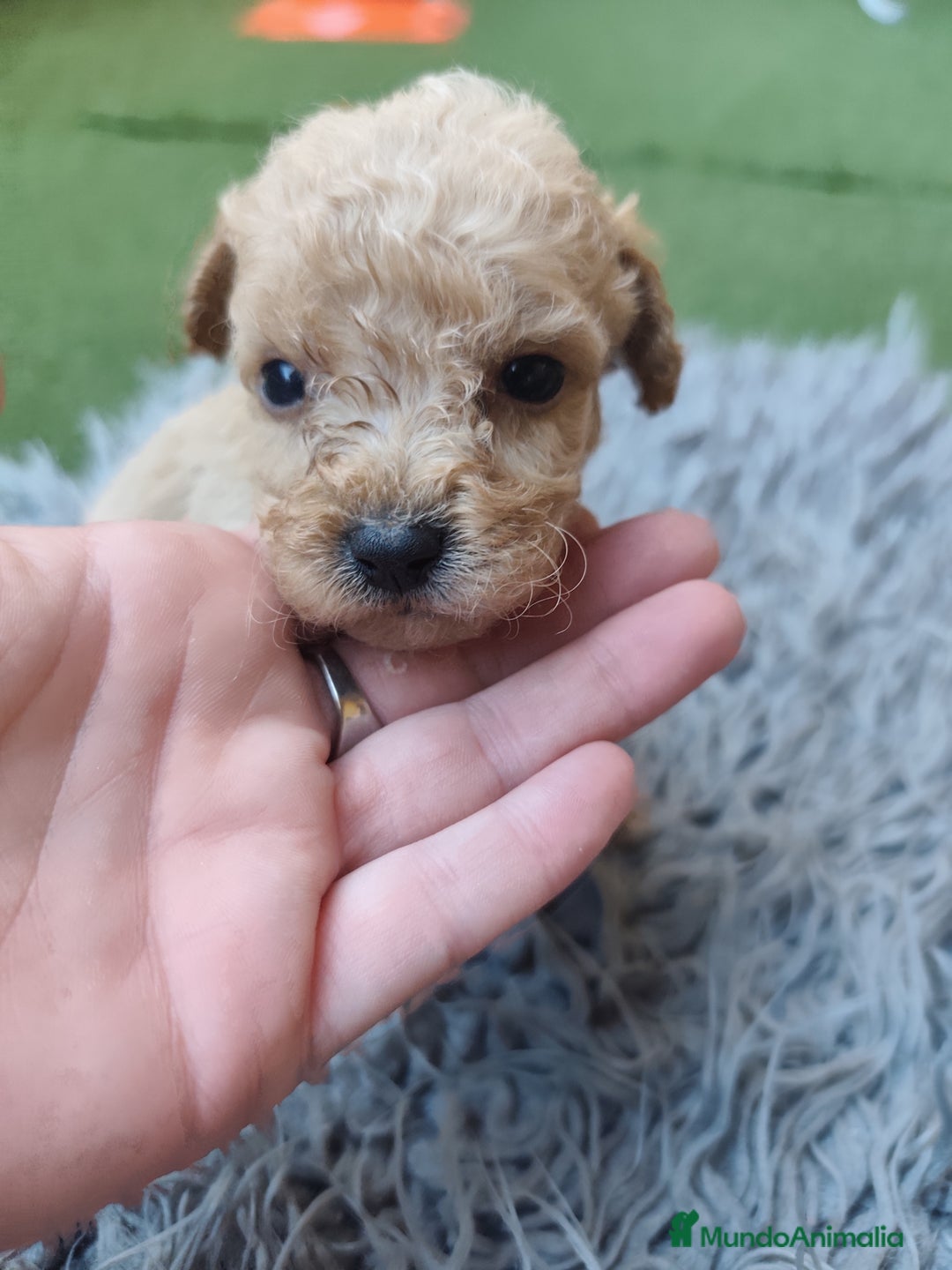 Caniche Enano perros en venta: Cachorro Caniche - Imagen 2