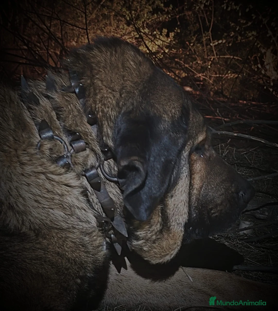 Mastín Español perros en venta: Mastin Español PURO - Anuncio 6