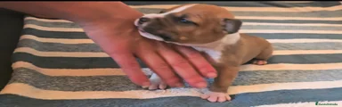 American Staffordshire-Terrier Cachorro 5