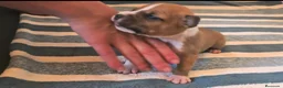 American Staffordshire-Terrier perros en venta: American staffordshire Terrier  - Anuncio 6