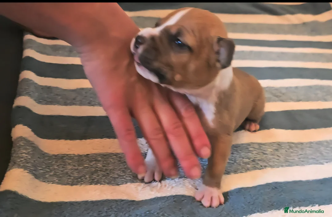 American Staffordshire-Terrier perros en venta: American staffordshire Terrier  - Anuncio 6