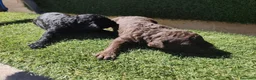 Perro de Agua Español perros en venta: Cachorros perros de agua en Zaragoza - Anuncio 13