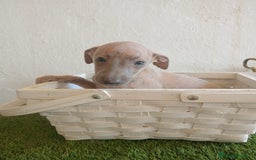 Pequeño Lebrel Italiano perros en venta: Piccolo italiano  - Imagen 10