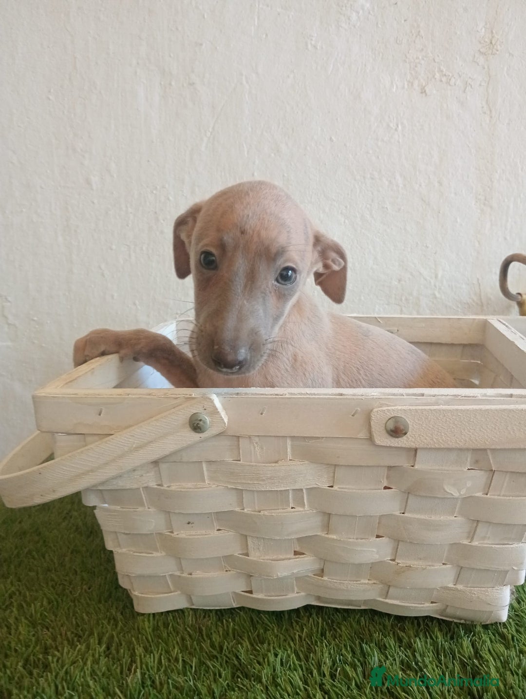 Pequeño Lebrel Italiano perros en venta: Piccolo italiano  - Imagen 10