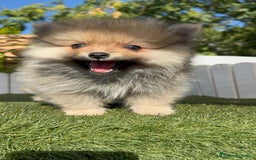 Pomerania perros en venta: POMERANIA MACHO - Imagen 7