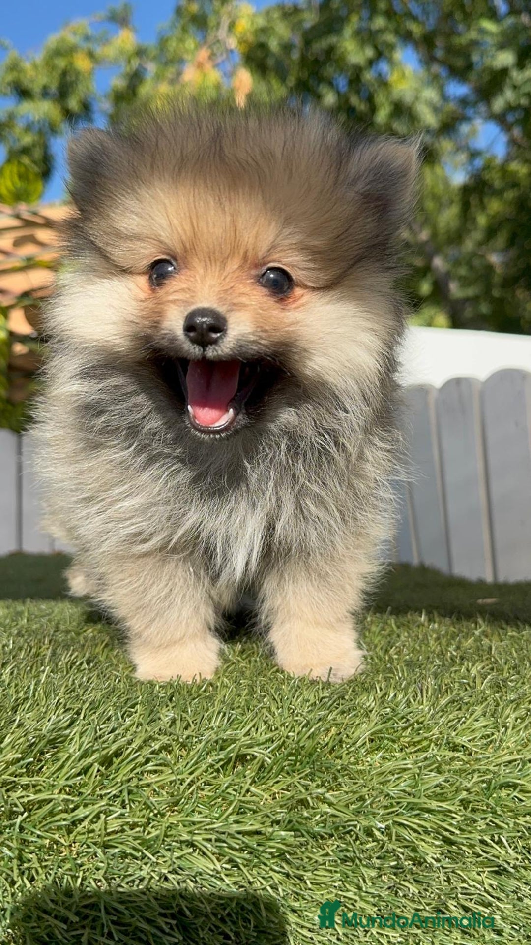 Pomerania perros en venta: POMERANIA MACHO - Imagen 7