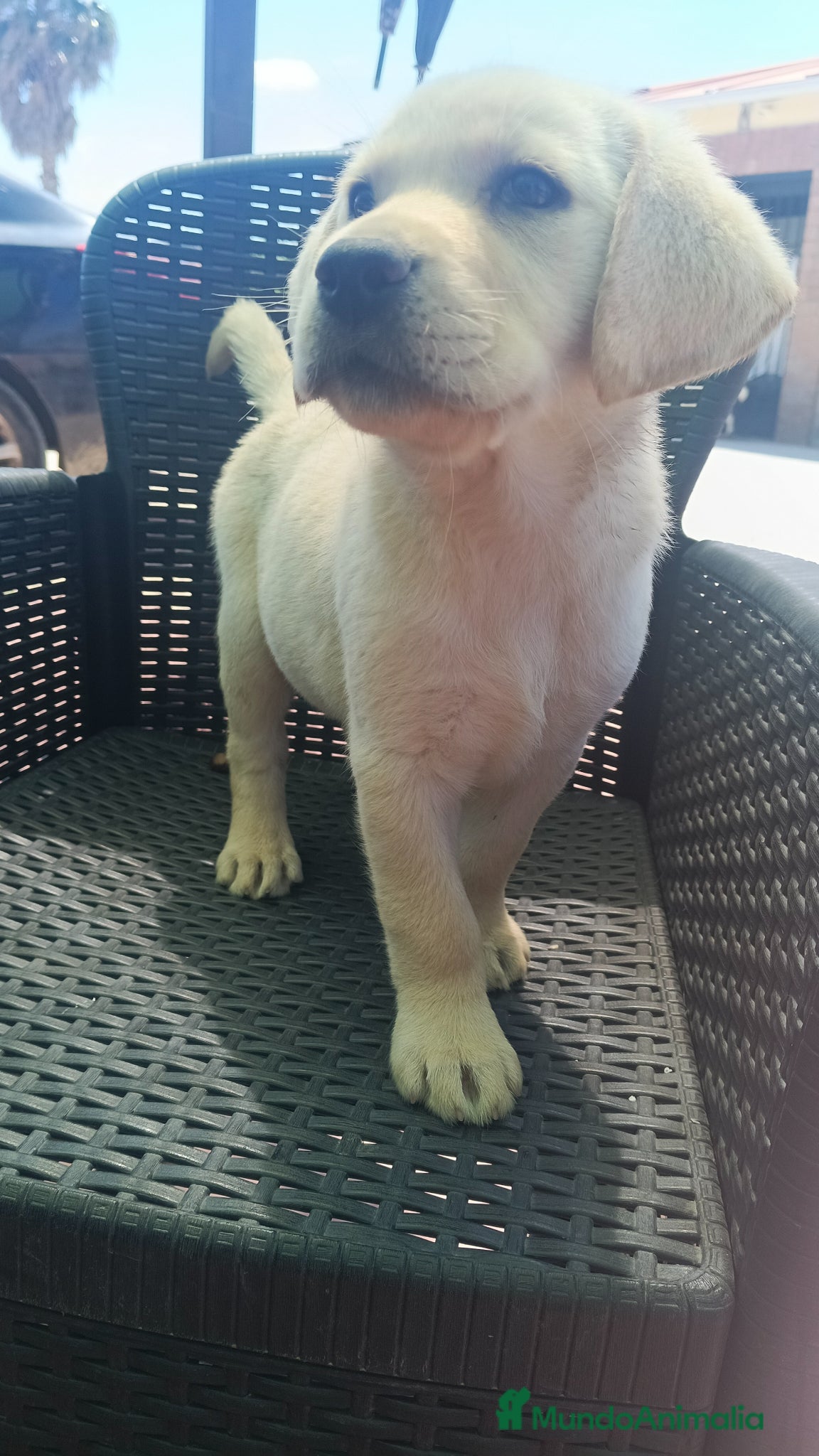 Labrador Retriever perros Hembra labrador retriever  - Anuncio 1