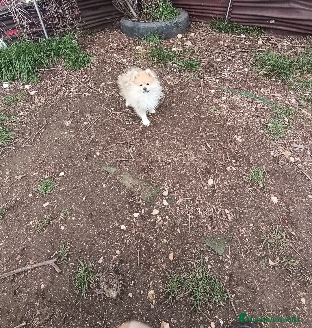 Pomerania perros en venta: Cachorro de pomerania  - Anuncio 2