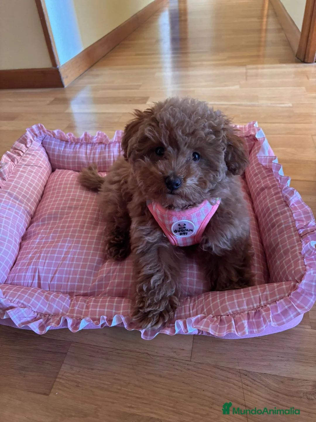 Caniche Toy perros en venta: Caniche toy hembra - Anuncio 2