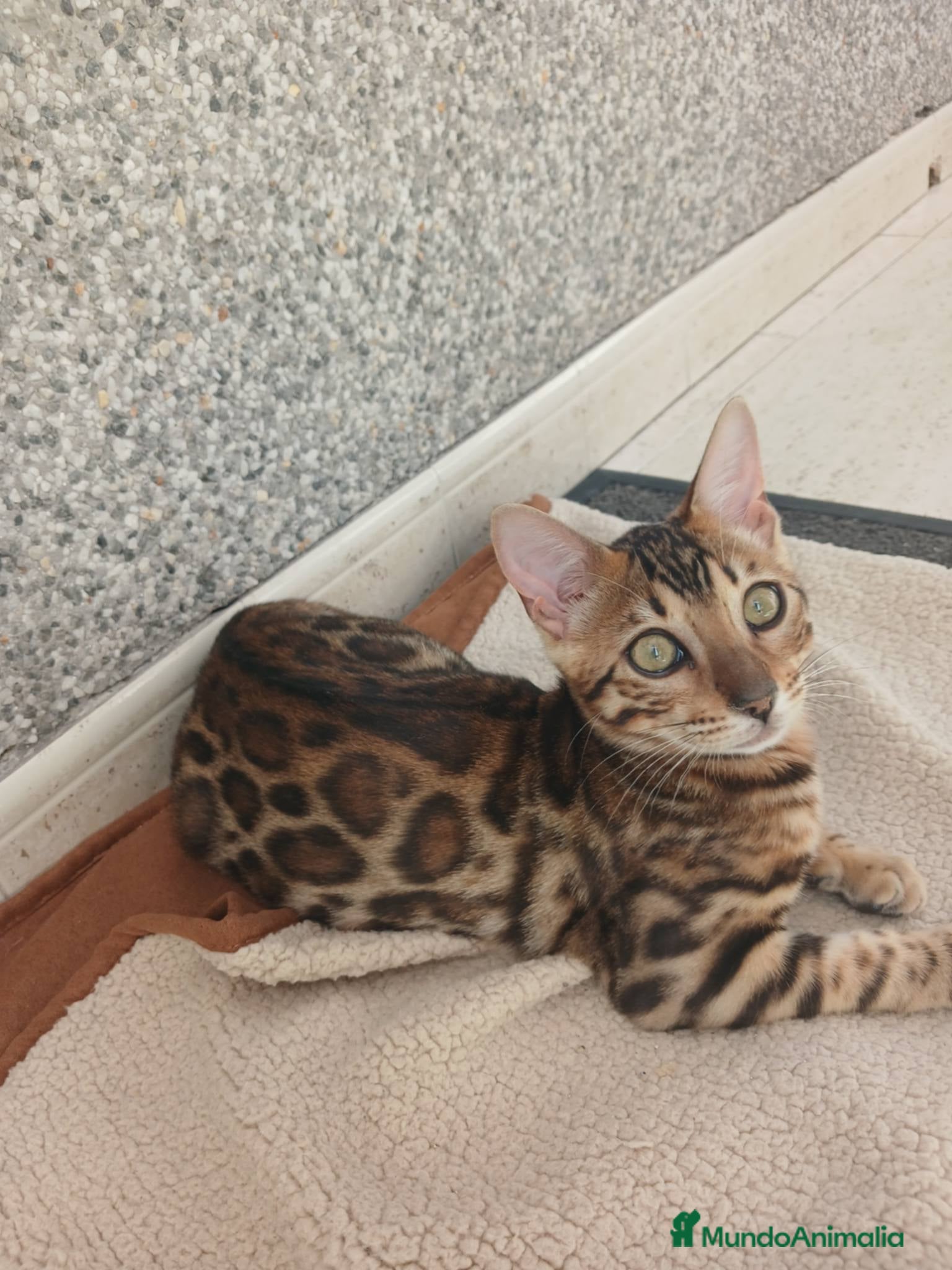 Bengalí gatos Hembra de bengali - Anuncio 1