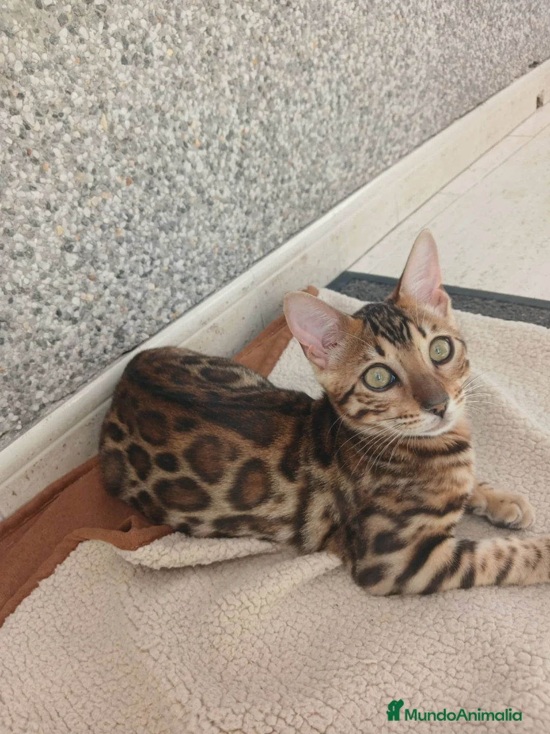 Bengalí gatos en venta: Hembra de bengali - Anuncio 1
