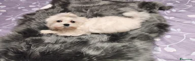 Bichón Maltés 1