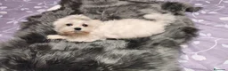Bichón Maltés perros en venta: Bichon maltes - Anuncio 2