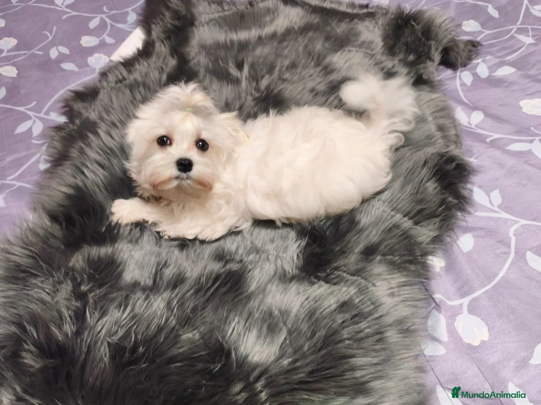 Bichón Maltés perros en venta: Bichon maltes - Anuncio 2