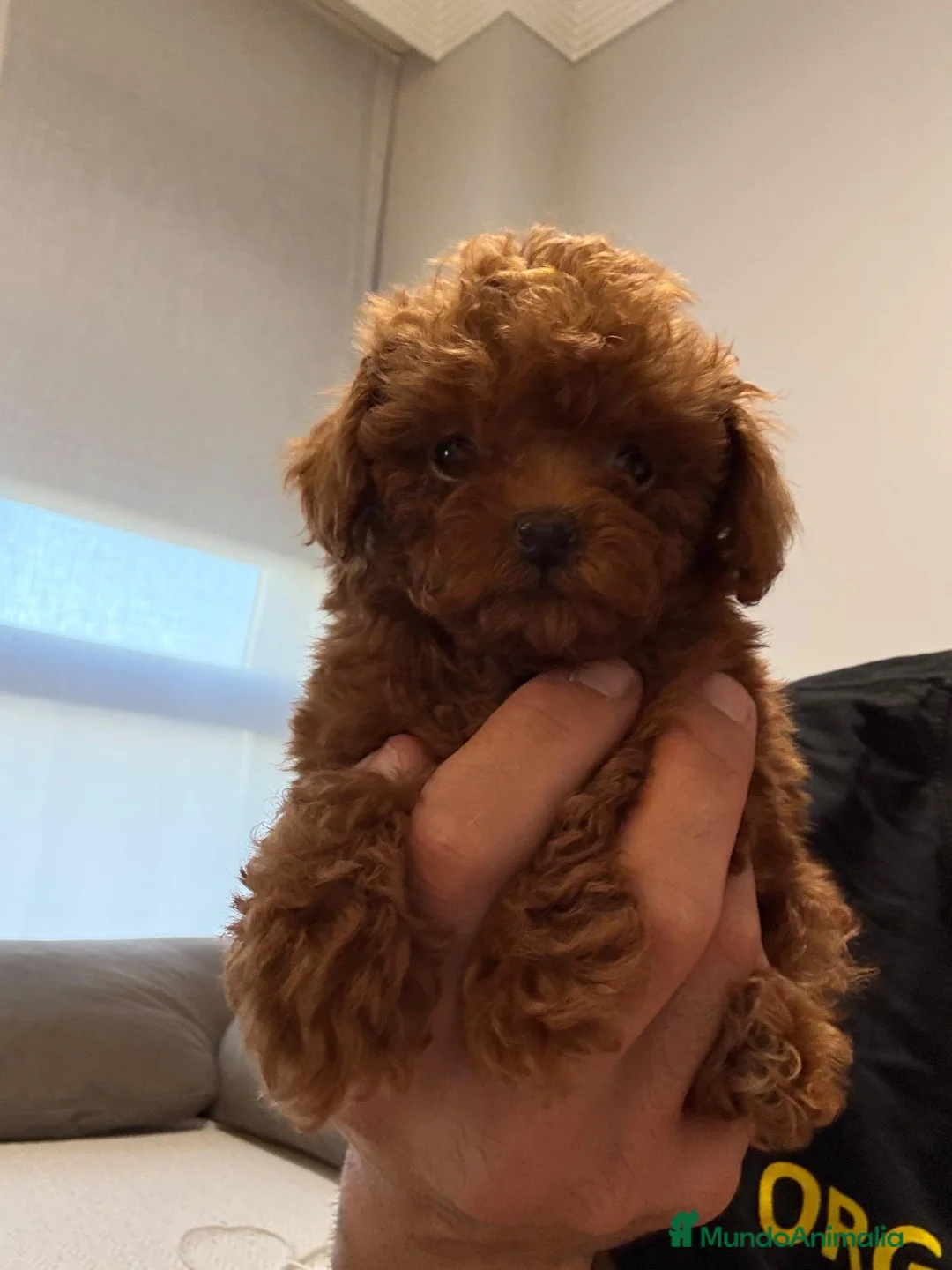 Caniche Toy perros en venta: Caniche tea cup - Anuncio 2