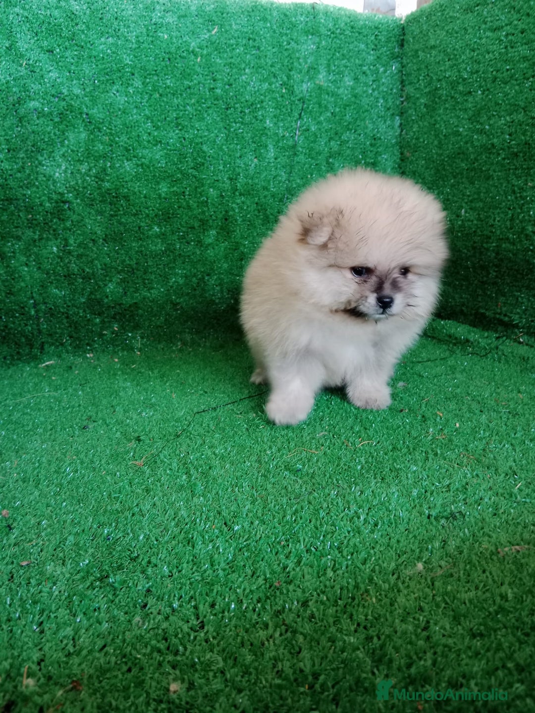 Pomerania perros en venta: Perro Pomerania, cachorritos nacionales  - Imagen 1