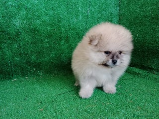 Pomerania perros - Anuncio 16