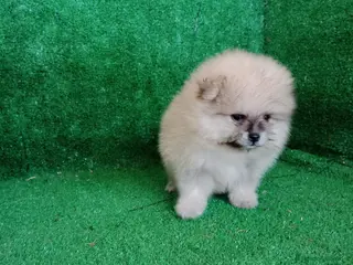 Pomerania perros Perro Pomerania, cachorritos nacionales - Anuncio 32