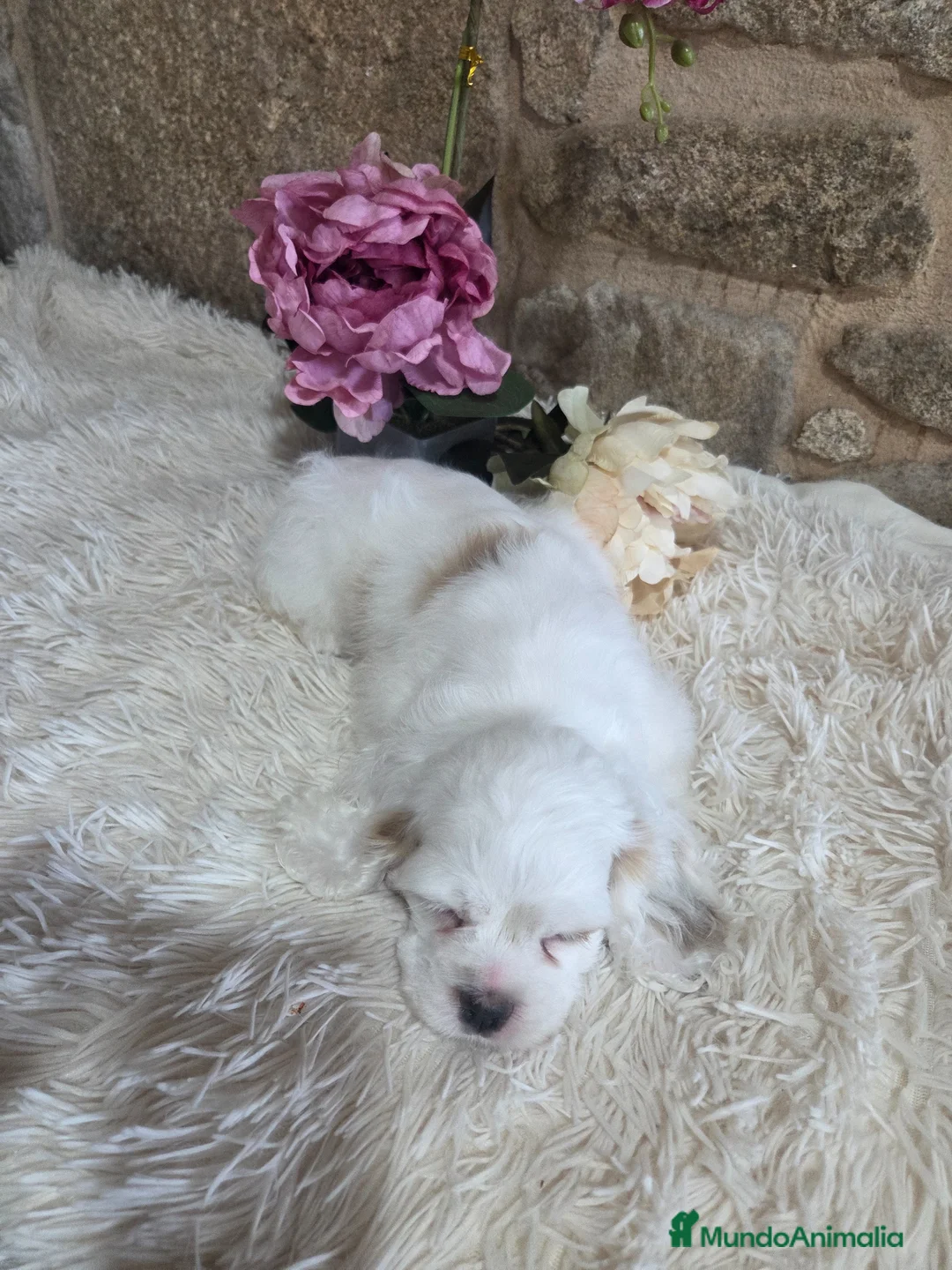 Cocker Spaniel Americano perros en venta: Cachorra cocker americano - Anuncio 2