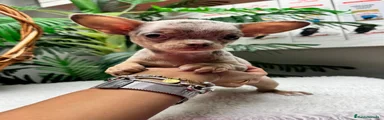 Chihuahua 1
