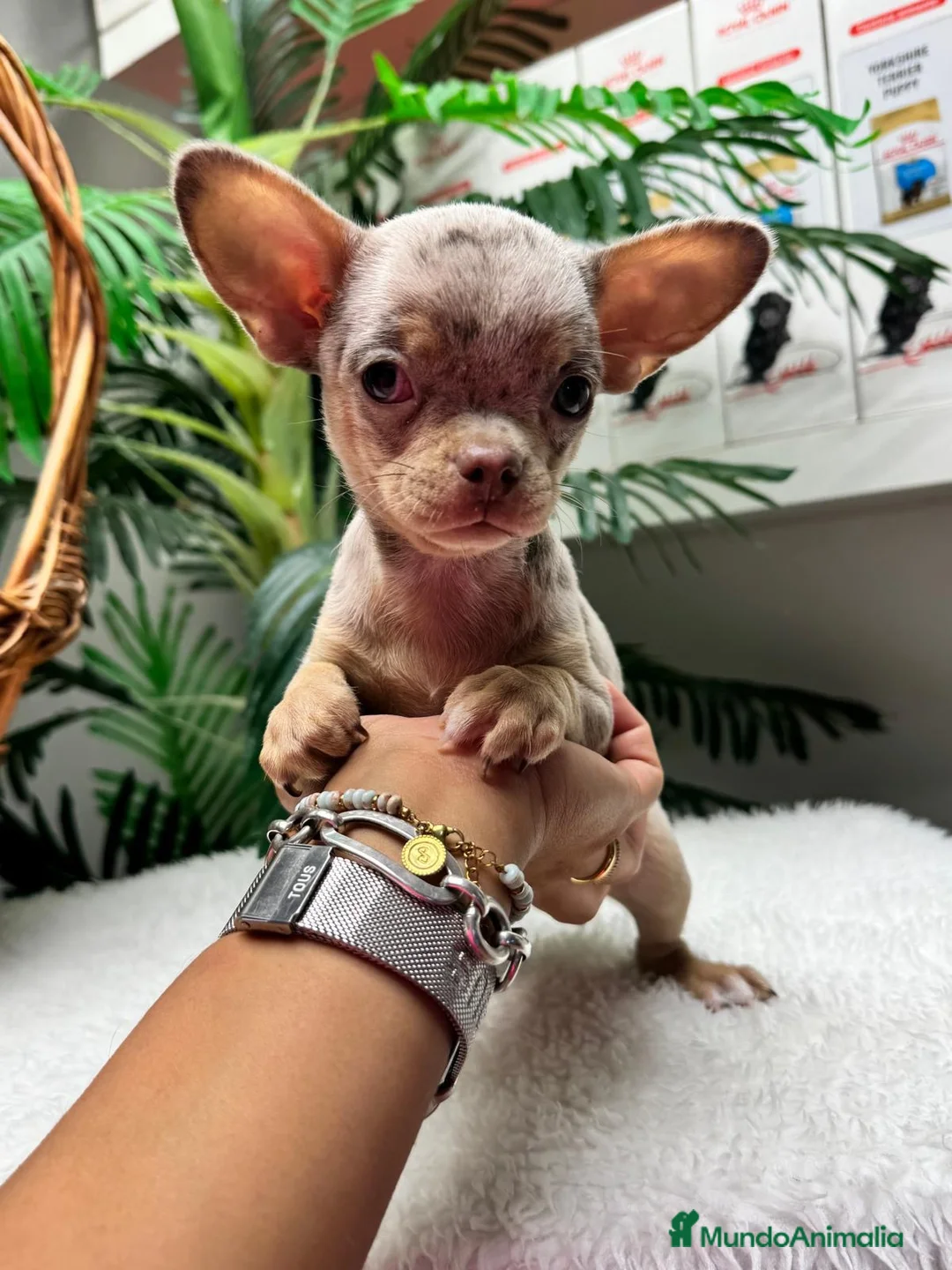 Chihuahua perros en venta: CHIHUAHUA MERLE HEMBRA - Anuncio 12