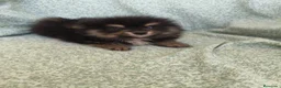 Pomerania perros en venta: Pomerania - Anuncio 10