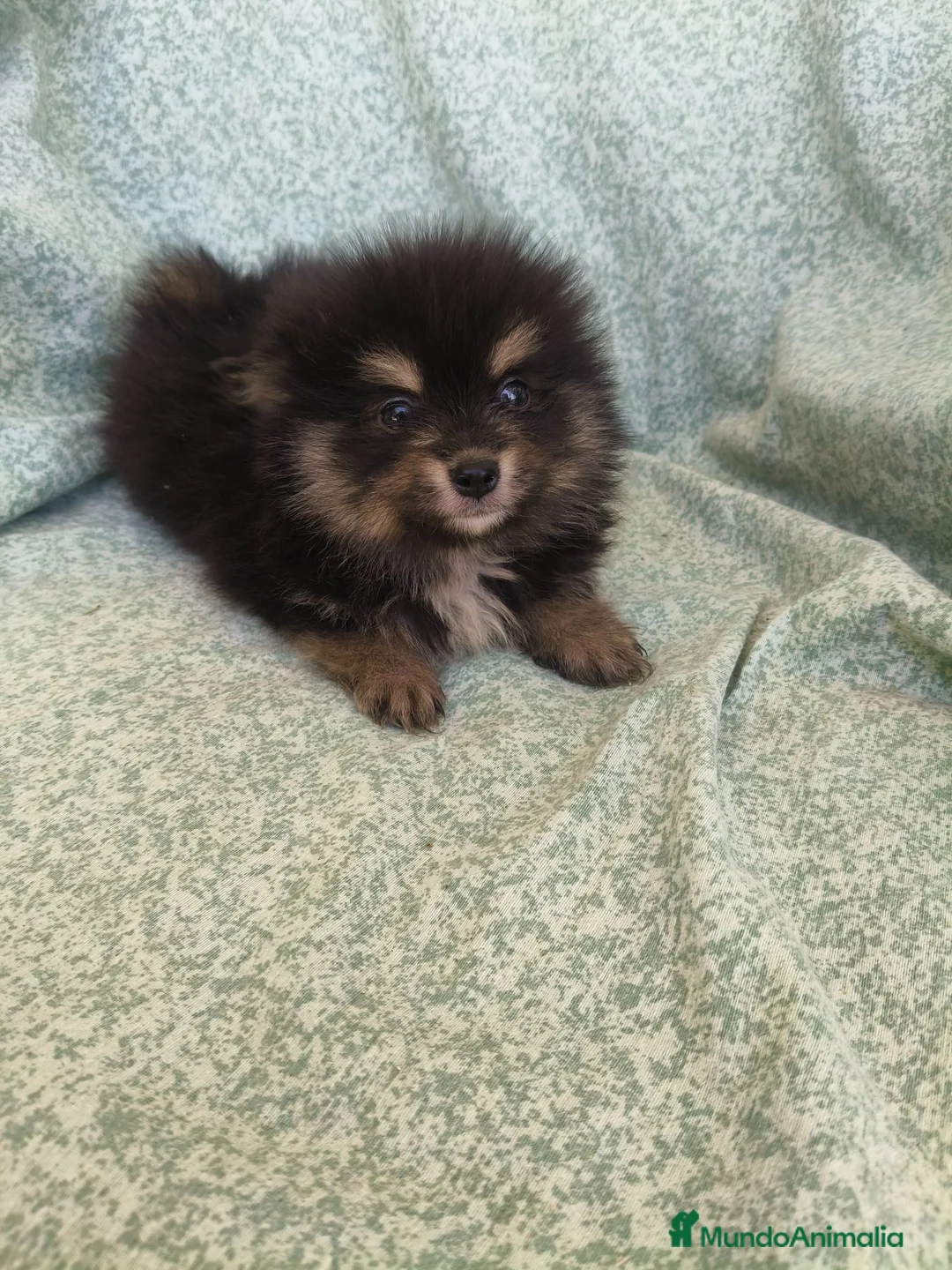 Pomerania perros en venta: Pomerania - Anuncio 10