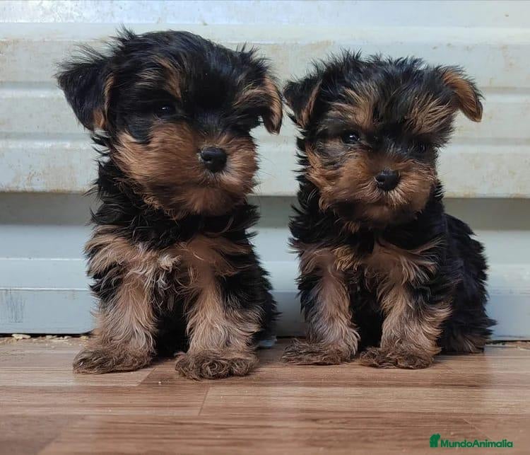 Yorkshire Terrier perros Nueva Camada de Yorkshire Toy - Anuncio 15