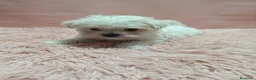 Bichón Maltés perros en venta: Camada de bichón maltes toy - Anuncio 4