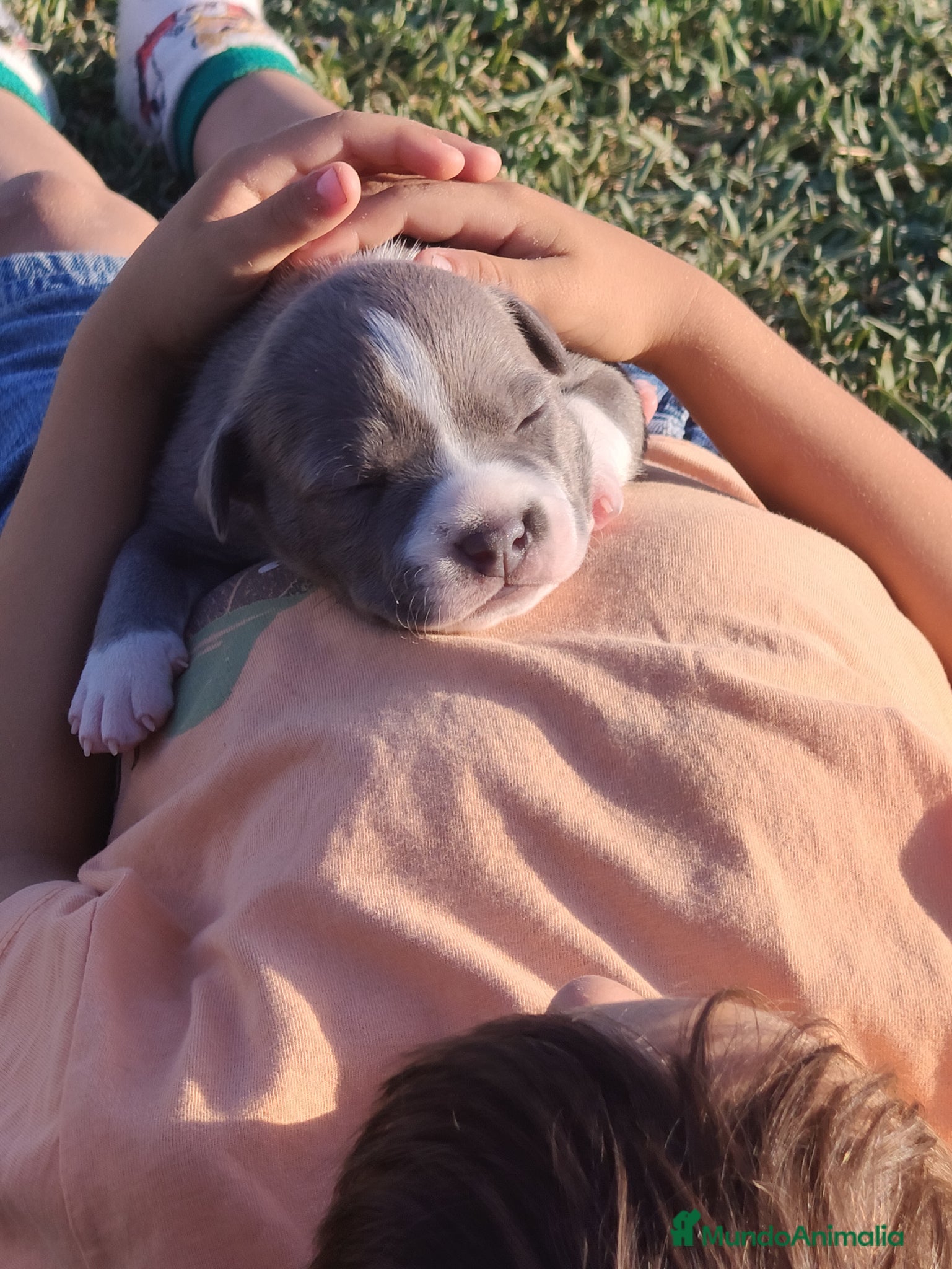 American Staffordshire-Terrier perros en venta: PEDIGREE AMERICAN STAFFORDSHIRE TERRIER BLUE  - Anuncio 16