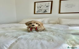 Maltipoo perros en venta: MALTIPOO - Imagen 3