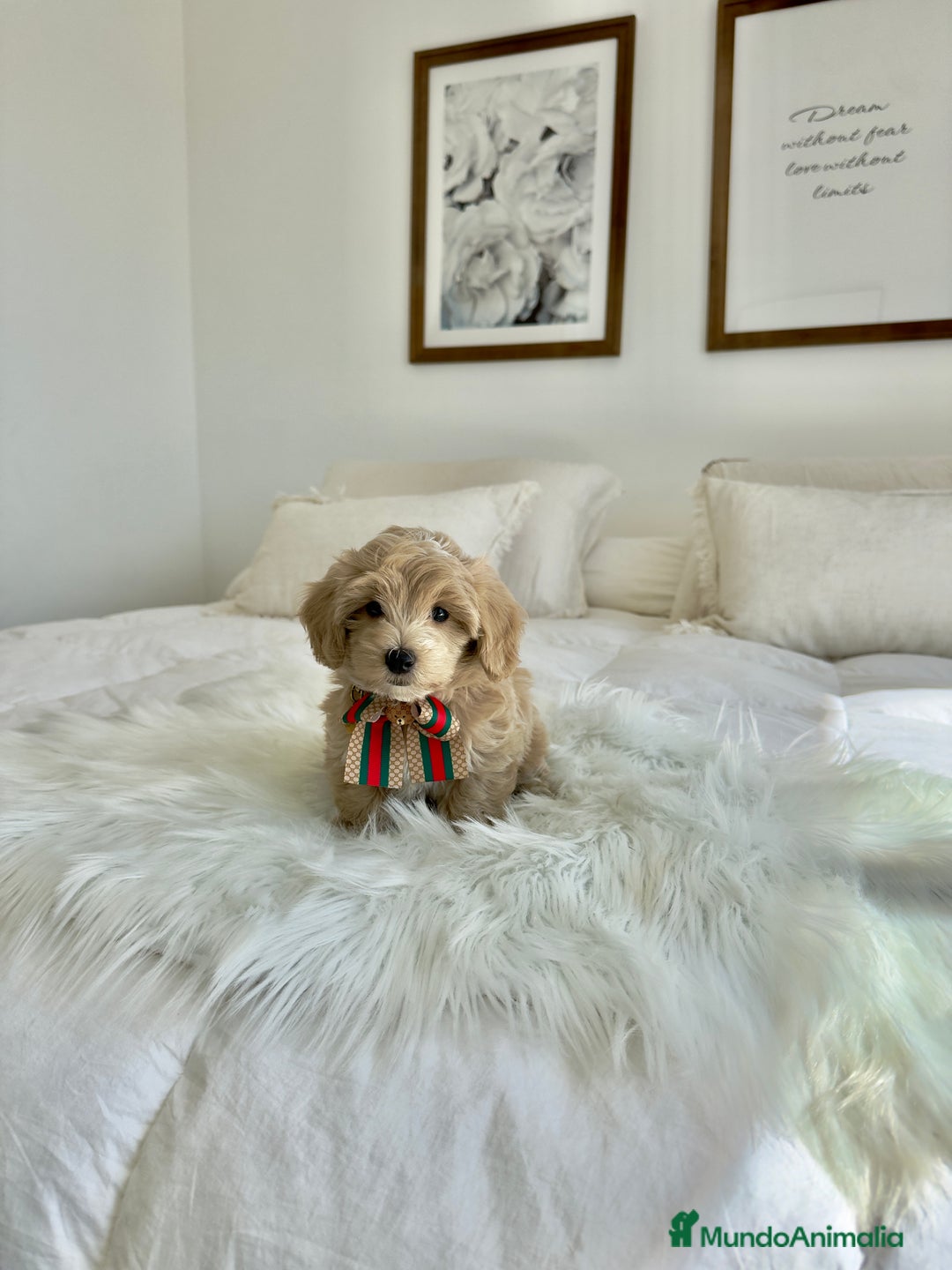 Maltipoo perros en venta: MALTIPOO - Imagen 3