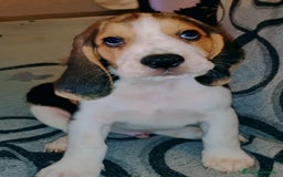 Beagle perros en venta: Beagle  - Imagen 5