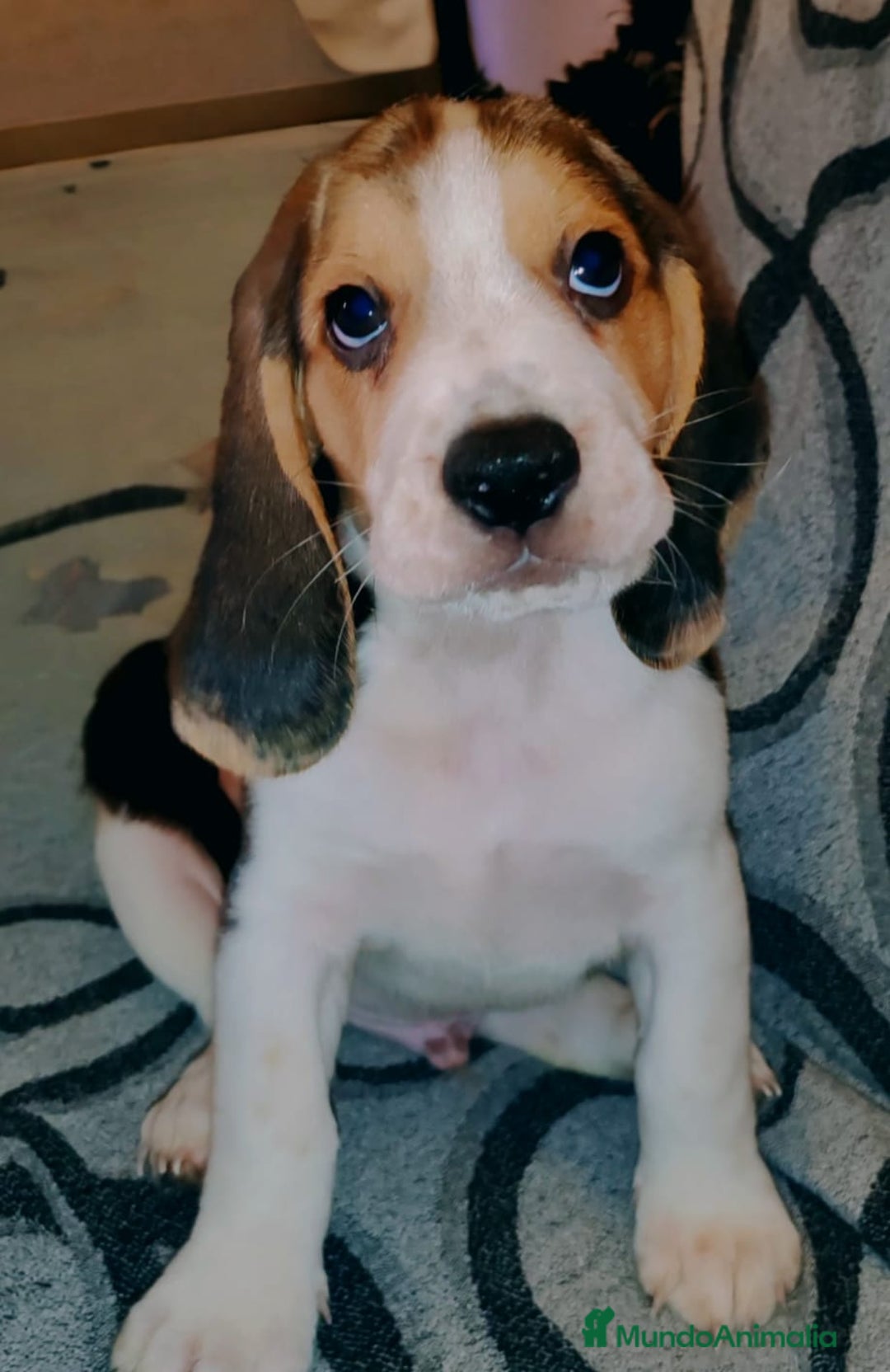 Beagle perros en venta: Beagle  - Imagen 5
