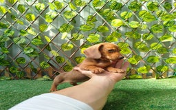 Teckel Miniatura perros en venta: Teckels kanichen  - Anuncio 1