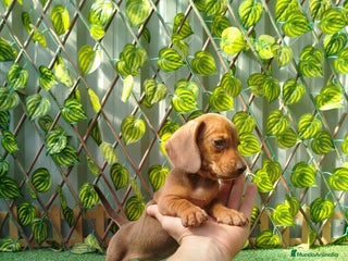 Teckel Miniatura perros Teckels kanichen - Anuncio 3