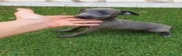 Pequeño Lebrel Italiano perros en venta: Galgo enano Italiano - Anuncio 4