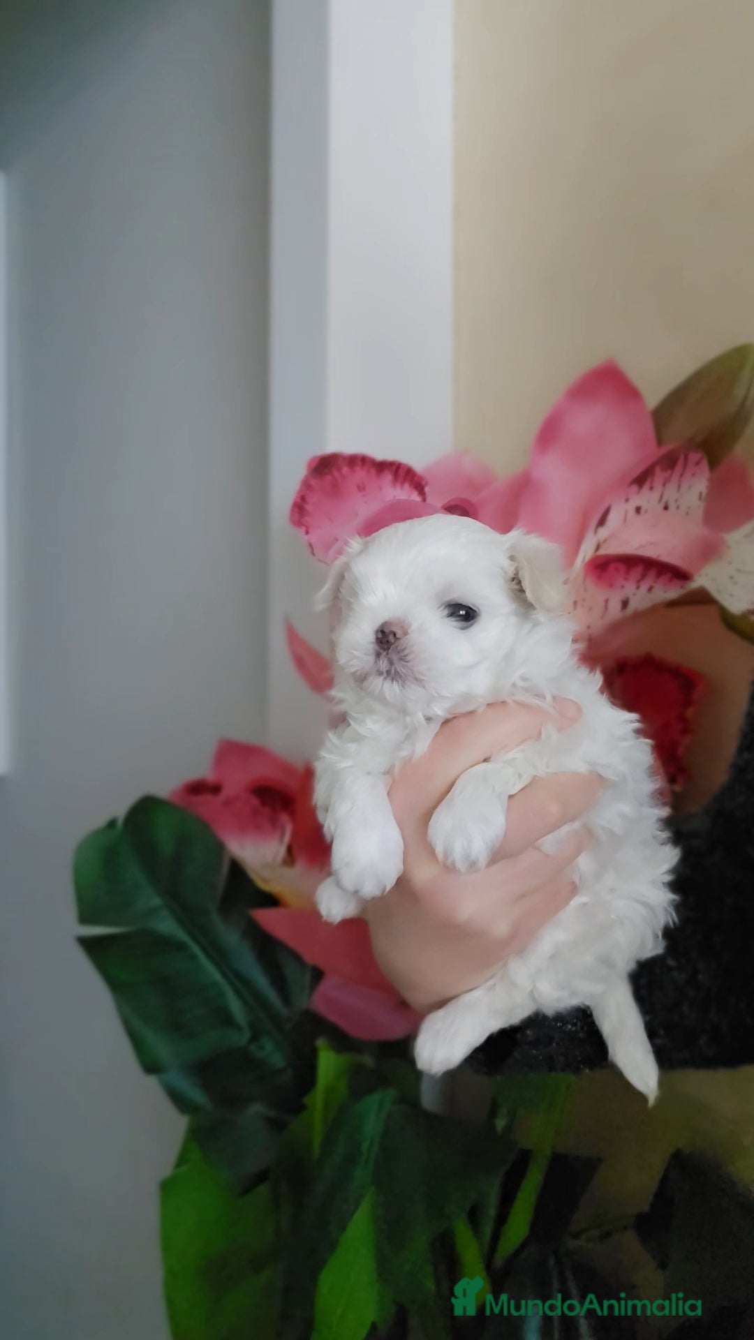 Bichón Maltés perros en venta: Cachorro Maltés Macho en Venta  - Anuncio 3