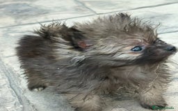 Pomerania perros en venta: Poo pomerania MICRO TOY  - Imagen 16